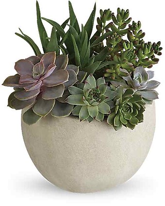 Succulent Garden